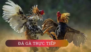 Cách Chơi Đá Gà Sabong Tại VN88: Bí Kíp Thắng Lớn Từ Đấu Trường Quốc Tế