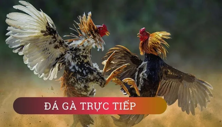 Cách Chơi Đá Gà Sabong Tại VN88: Bí Kíp Thắng Lớn Từ Đấu Trường Quốc Tế