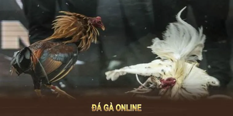 Đá Gà WS168 Tại VN88: Bí Kíp Tham Gia Thắng Lớn Mỗi Ngày